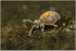 Katiannidae genus nov.1 sp. nov.