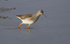 Redshank