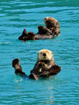Sea Otters, Prince William Sound, Alaska