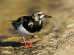 Turnstone feeding on insects at Farmoor