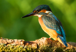Kingfisher