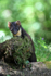 Pine Marten