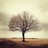 midwinter tree