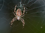 Garden Spider
