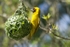 Southern Masked Weaver - SA