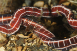 Tubulanus superbus