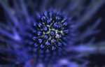 Eryngium