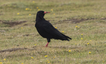 Chough