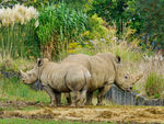 Cotswold Wildlife Oct24-27