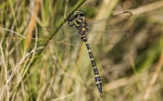Golden Ringed Dragonfly