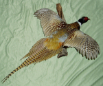 NAEGELIN