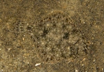 Limanda limanda