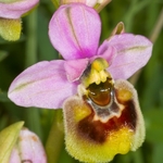 Sawfly Ophrys (Ophrys tenthredinifera)