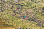 Peris Horseshoe-136