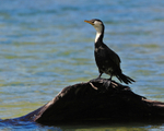 Little Pied Cormorant portfolio