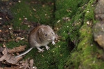 Bank Vole - Sherwood Forest