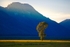 Lonely tree