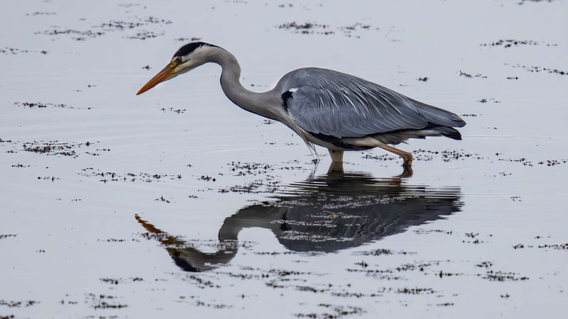 Grey Heron - Kildonan - Isle of Arran - Scotland