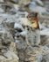 Golden-mantled Ground Squirrel standing upright, Sulphur Mountain