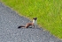 Stoat