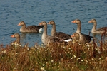 Greylag Geese
