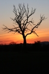 Sunset Tree