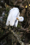 Great Egret preening, Corkscrew Swamp, Florida