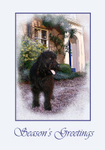 X4  Labradoodle at Home (1)