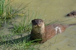 Otter