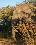 safari-245