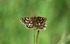 Chequered Skipper