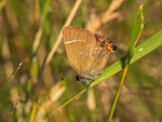 Purple Hairstreak