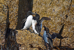 Razorbills