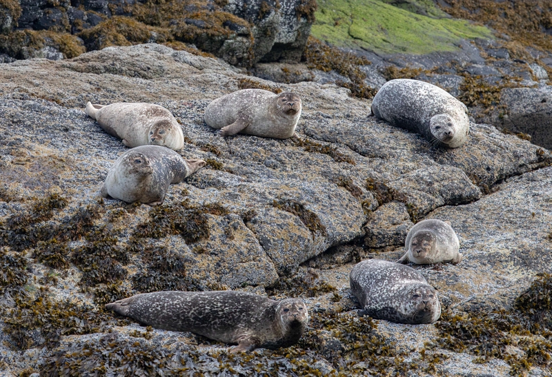 Common Seal - Isle of Skye - Scotland
