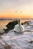 Christmas Morning Swan