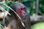 Stump-tailed Macaque male