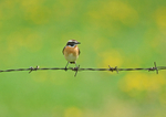 Whinchat