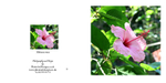 015 Hibiscus Rosa