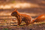 Red Squirrel