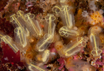 Clavelina lepadiformis