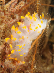 Lomanotus genei