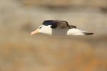 Black-browed Albatross glides past, Steeple Jason