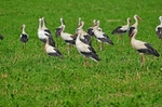White Storks