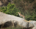 India-93