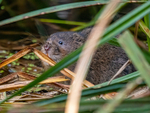 Water Vole