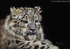 Snow Leopard cub