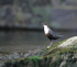 Dipper
