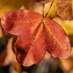 Montpellier maple (Acer monspessulanum)  