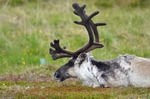 Reindeer