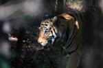 Tigress sunlit head dark forest, Bandhavgarh, Madhyra Pradesh, India
